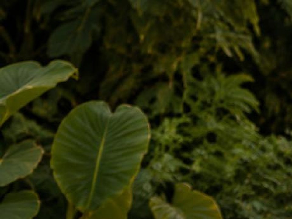Hojas tropicales grandes a la luz de la tarde